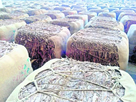 వర్జీనియా అధరహో 