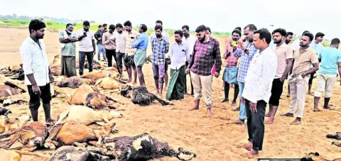 గొర్రెల మందపై పిడుగు..
