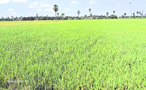 వరిదొడుకులు తప్పేనా?