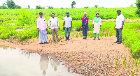 దెబ్బతిన్న పంటల పరిశీలన 
