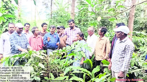 బెర్రీ బోరర్‌పై రైతులకు అవగాహన అవసరం 