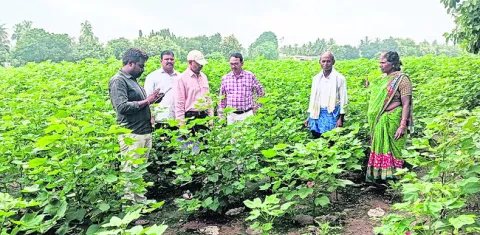 అవసరం మేరకే ఎరువులు వినియోగించాలి