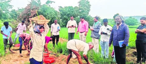 పంట ప