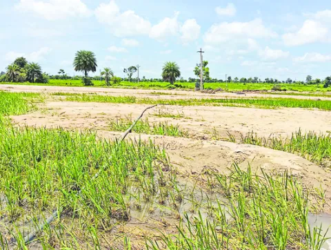 తేలిన పంట నష్టం లెక్క