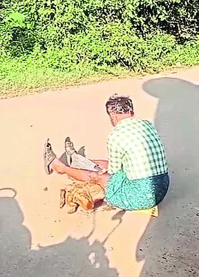 ఐదుగురికి నక్క కాటు 