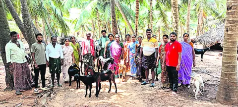 డి–పట్టా భూముల్లో తోటల తొలగింపు 