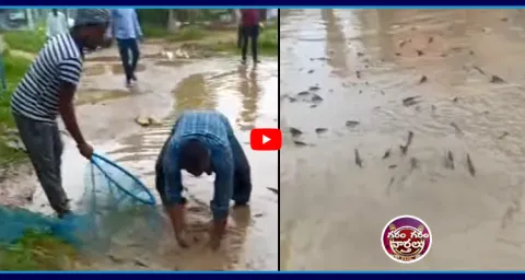 Garam Garam Varthalu Fishs On Road 1