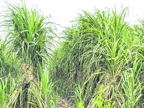 క్రషి