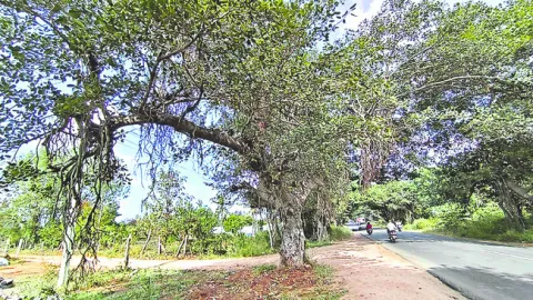 చెట్ల
