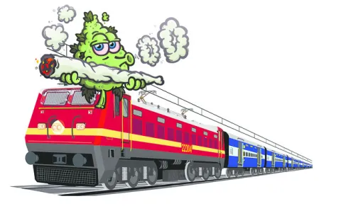 గంజాయ