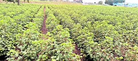 తెల్ల బంగారంపైనే మక్కువ 