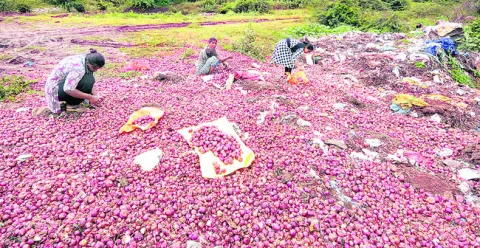 కుళ్లి.. రైతుకు కన్నీరే మిగిలి!