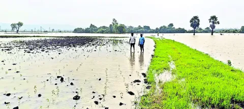 దోబూచ