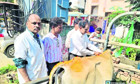 పశువులకు గాలికుంటు వ్యాధి నివారణ టీకాలు