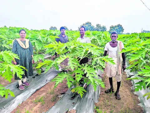 బొప్పాయి సాగుకు నగదు ప్రోత్సాహకం