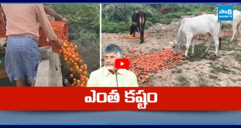 Andhra Pradesh Tomato Farmers Fires On Chandrababu Govt  1
