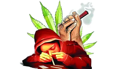 గంజాయి తెగులు..!