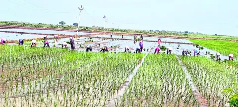 బెంగాలీ నాట్లు.. తప్పిన కూలీ పాట్లు!