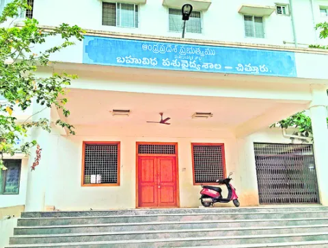 పశువై