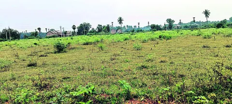 కౌలుక