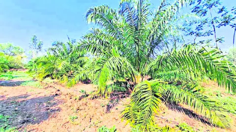 ఉద్యా
