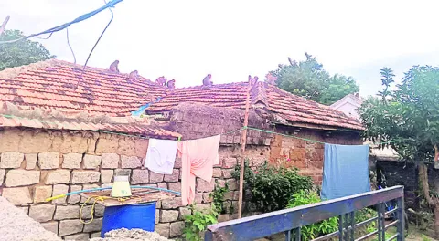 పల్లెల్లో వానరదండు