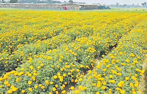 Falling flower prices