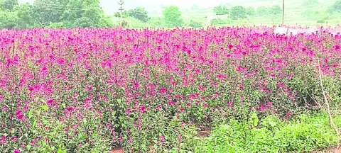 బతుకమ్మకు పట్టుకుచ్చుల అందం 
