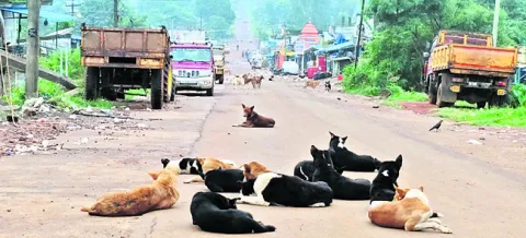 వీధుల్లో కుక్కల స్వైరవిహారం 