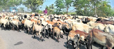 త్వరలో జీవాలకు నట్టల నివారణ మందులు 