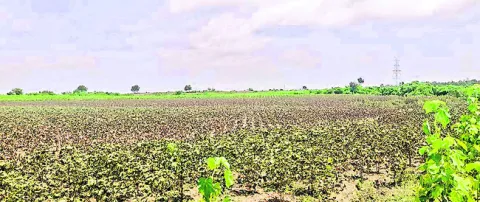 సర్వే
