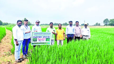 గ్రామస్థాయిలోనే మేలైన విత్తనాలు