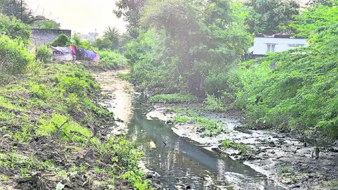 ప్రబలుతున్న డెంగీ జ్వరాలు