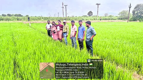సాగులో సస్యరక్షణ చర్యలు పాటించాలి