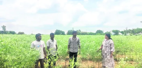 నాణ్యమైన విత్తనోతృత్తి సాధించాలి 