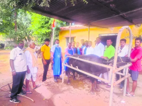 పాడి రైతులు జాగ్రత్తలు పాటించాలి 