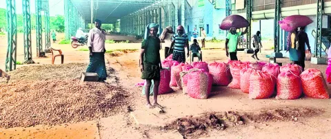 బెడిస