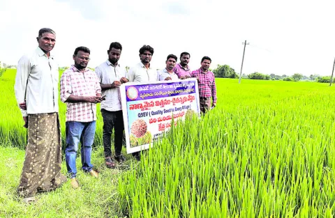 విత్తనోత్పత్తిపై రైతులు దృష్టి సారించాలి