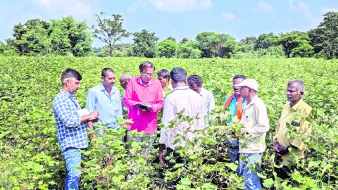 సమగ్ర సస్యరక్షణతో అధిక దిగుబడి