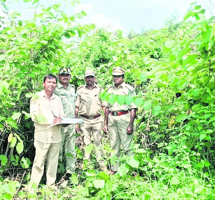 కొత్తగా పోడు నరికాడని..