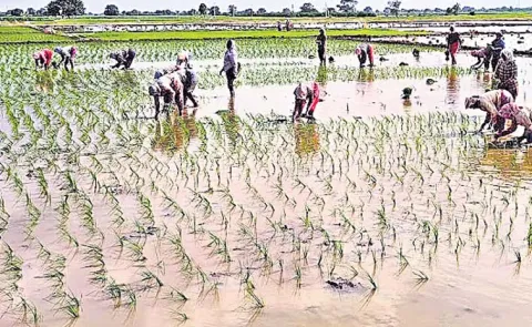 Planting Seeds