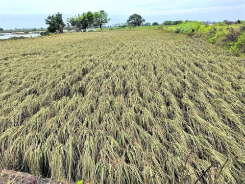  Manjira River: Rice cultivated by Dasari Shankar and Alle Mogulaiah by tenant farmers