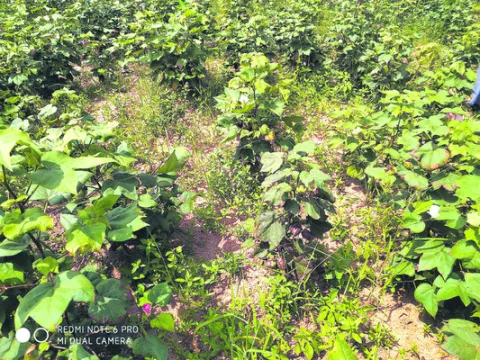 మళ్లీ వానలు.. 