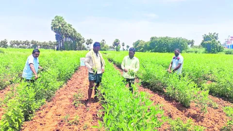 పంట తొలిదశలోనే తెగుళ్లను నివారిదా్దం