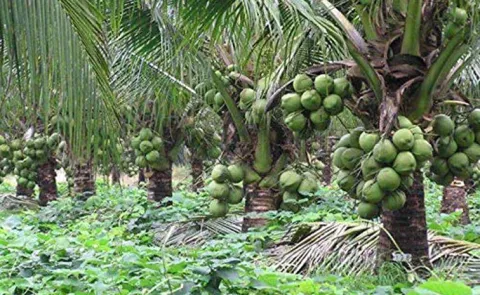 World Coconut Day Special Story