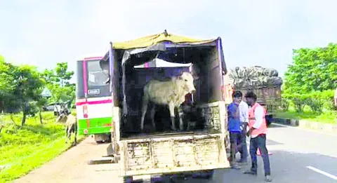 పశువులను తరలిస్తున్న వాహనం పట్టివేత