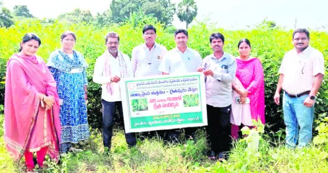 విత్తనోత్పత్తిలో మెళకువలు పాటించాలి