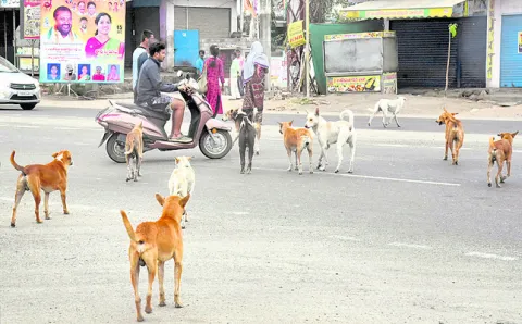 పిక్క