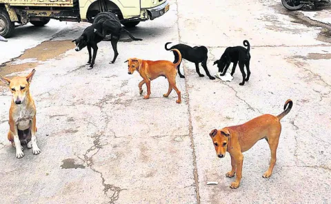 పిక్క