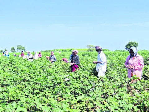 పత్తి కొనుగోలుకు 24 కేంద్రాలు